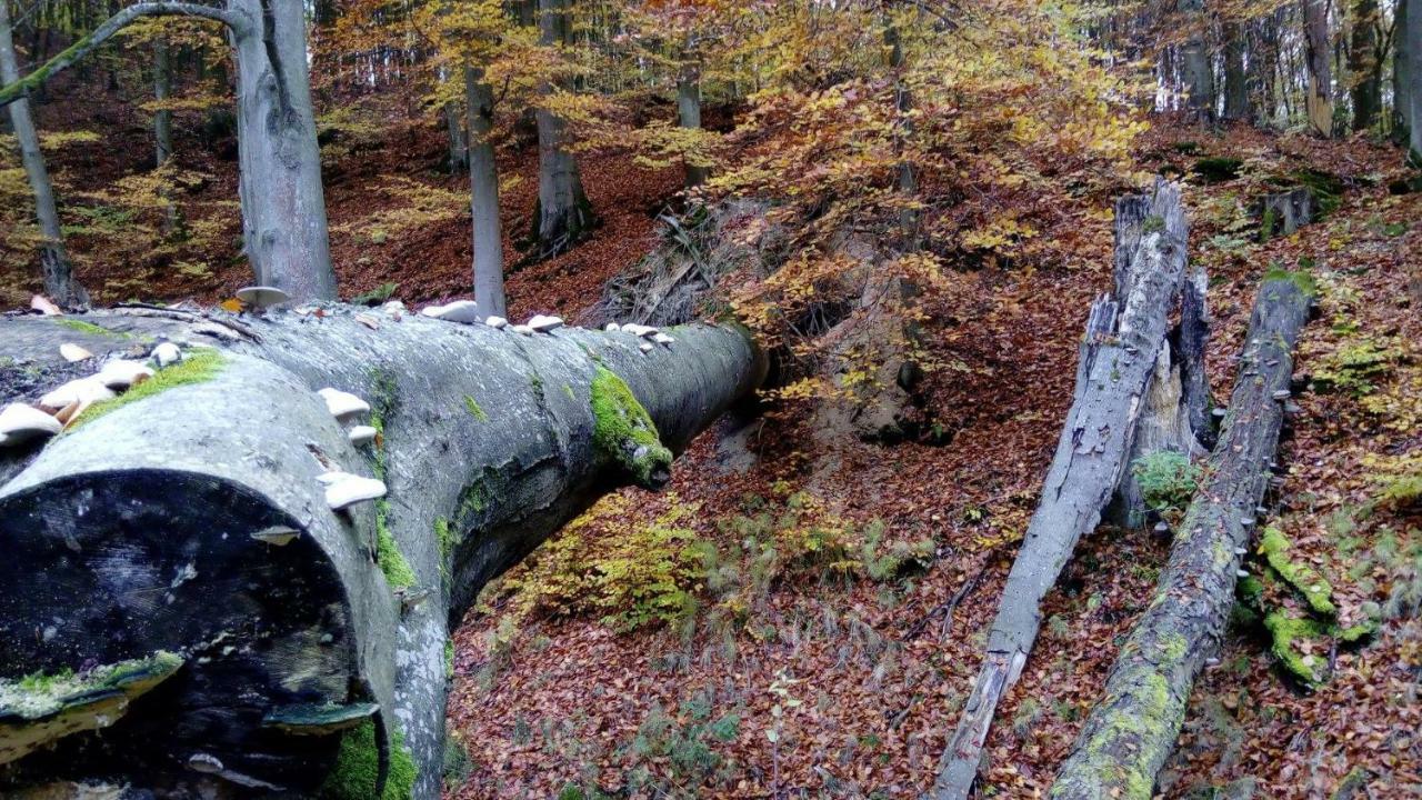 Bobrowa Przystan Villa Czechyn Dış mekan fotoğraf